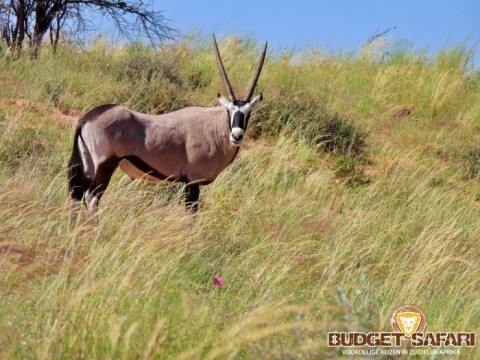 Kgalagadi gemsbok 01