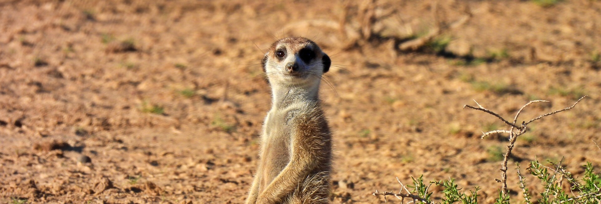 Kgalagadi Stokstaart 01