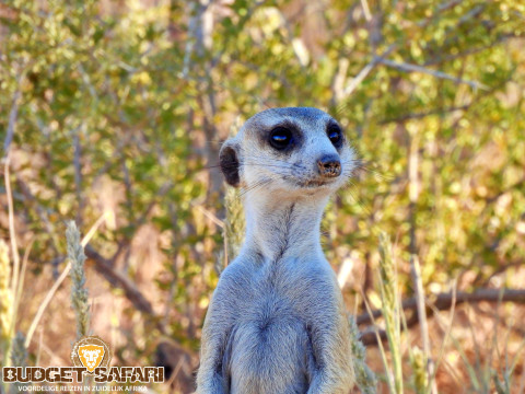 Kgalagadi stokstaart 02