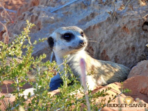 Kgalagadi stokstaart 05