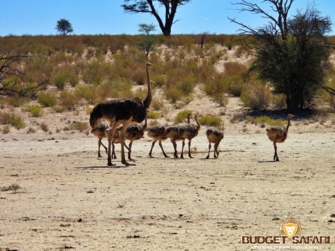 Kgalagadi struisvogel 01